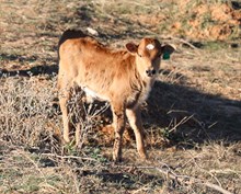 Tequila x EJS Fifty Bull Calf