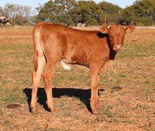 Trilogy x EJS Fifty Heifer Calf